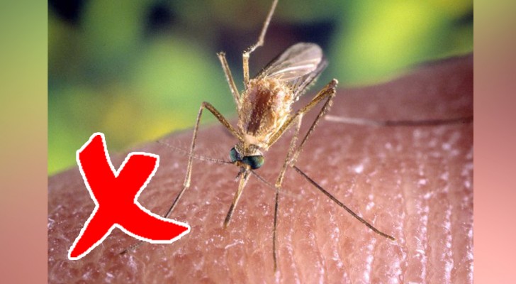 Står du inte ut med myggorna? Då skulle dessa enkla husmorsknep kunna vara något för dig