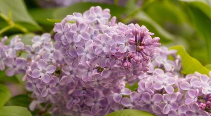 Décorer sa maison et son jardin avec le merveilleux lilas : tous les conseils pour le cultiver 