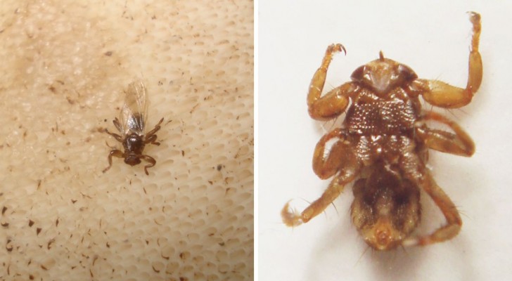 De hertenluisvlieg: wat je moet weten over dit niet bepaald ongevaarlijke insect