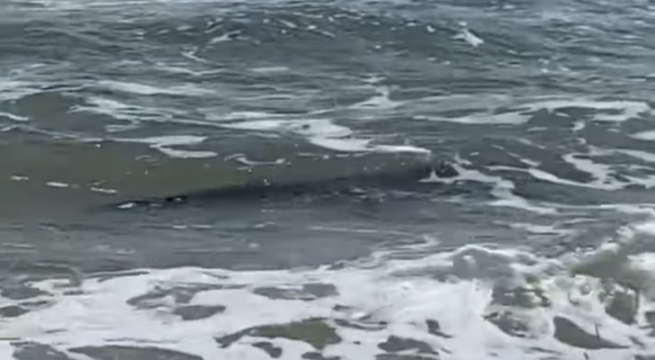 De låg och solade på stranden när de fick syn på ett "främmande" djur i havet