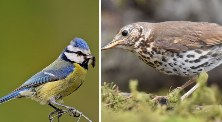 Verwijder voorgoed vervelende insecten door deze 10 vogels in de tuin te verwelkomen