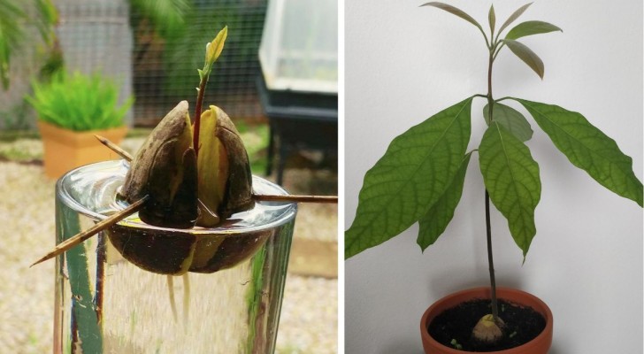 Dal seme all'albero: come coltivare una pianta di avocado a partire dal seme