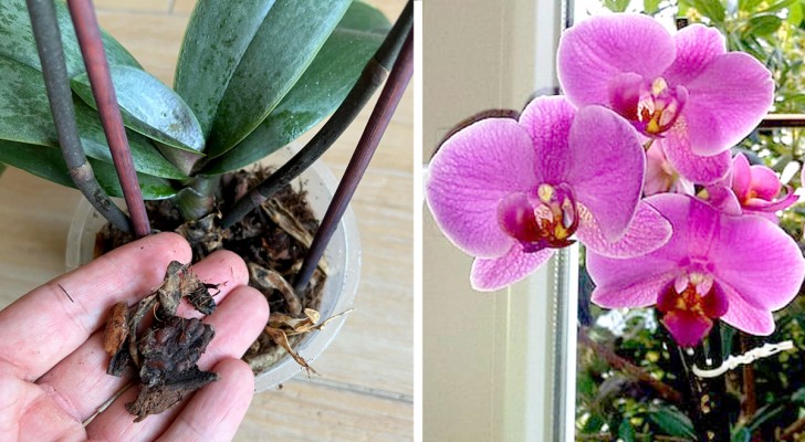 5 segreti da conoscere per curare le orchidee e ottenere stupende fioriture