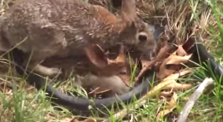 Een slang heeft een konijntje gevangen, maar als mama in beeld komt, worden de rollen omgedraaid!