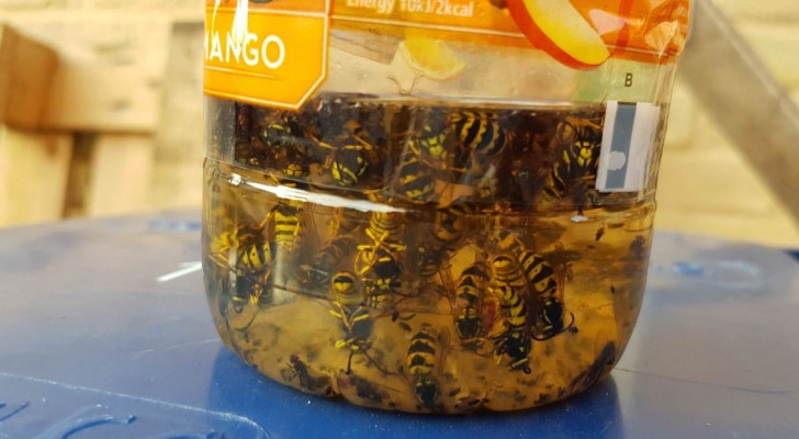 Ökologische Wespenfalle: aus natürlichen Zutaten hergestellt und lockt keine Bestäuber an