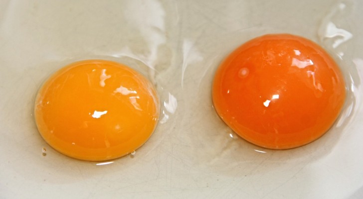 Bara ett av äggen är färskt: vad är det du måste observera för att förstå det vid första anblicken