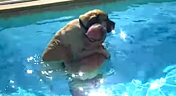 A giant dog is in the pool: his first swim will put a smile on your face !
