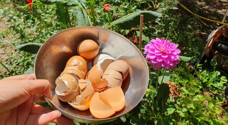 Eierschalen voor planten: ja, maar hoe? De beste manier om te profiteren van een natuurlijke bron van calcium