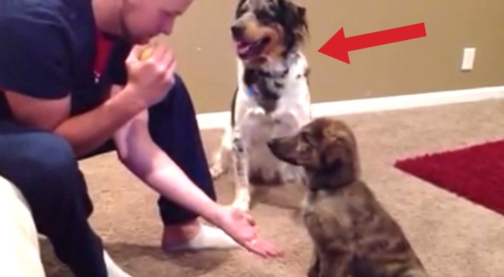 Hij probeert de pup een truc te leren, maar dat duurt zijn vriendje te lang... hilarisch!