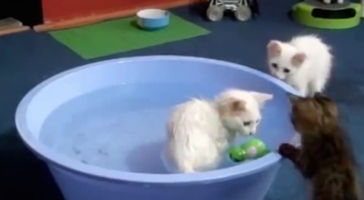 Ces chats ont une PASSION inattendue : saviez-vous que les chats peuvent aussi aimer l'eau?!
