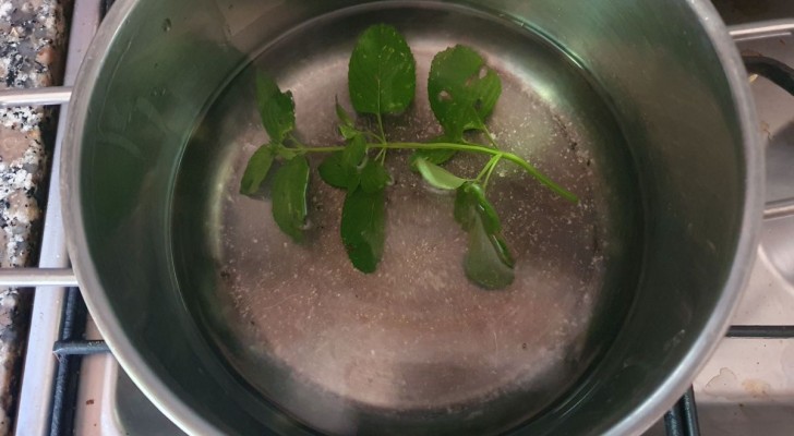 3 feuilles de menthe dans une casserole : l'astuce qui ne prend que 10 minutes et dont vous ne pourrez plus vous passer 