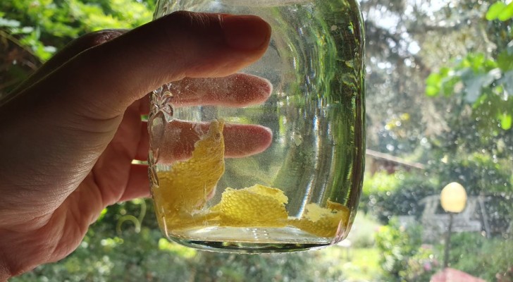 Förbered din egen citronvinäger hemma genom att smaksätta den naturligt och använd den på tusen olika sätt