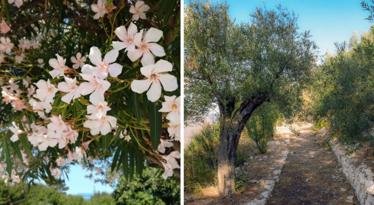 Realizzate un meraviglioso giardino mediterraneo con queste 8 piante