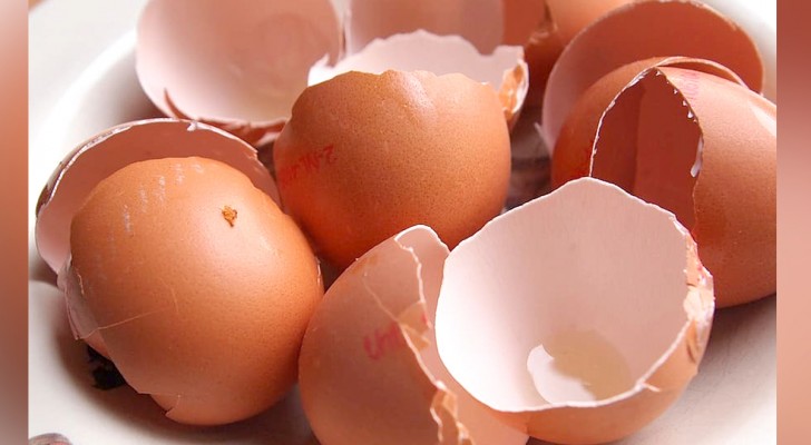 ¿Sueles tirar las cáscaras de los huevos después de abrirlos? No lo hagas, ahorrarás mucho dinero