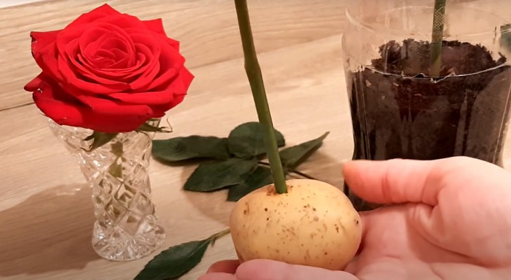 How to propagate roses by using potatoes