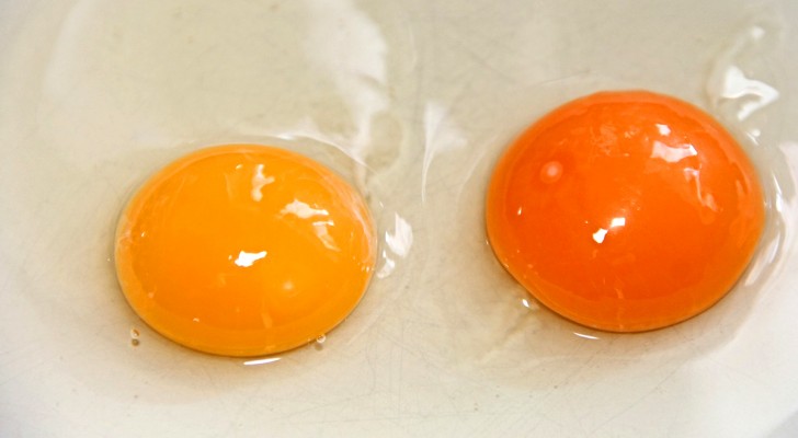 Qual ovo é mais fresco entre estes dois? Veja como reconhecê-lo com uma rápida olhada