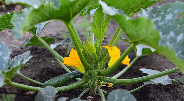 Per piante prospere e raccolti rigogliosi mai coltivare le zucchine accanto a queste piante