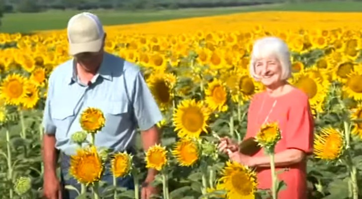 Uomo pianta più di un milione di girasoli per il 50esimo anniversario di nozze con la moglie (+ VIDEO)