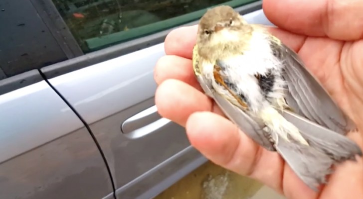 Er findet einen sterbenden Vogel auf dem Auto: Was er macht, ist SÜSS