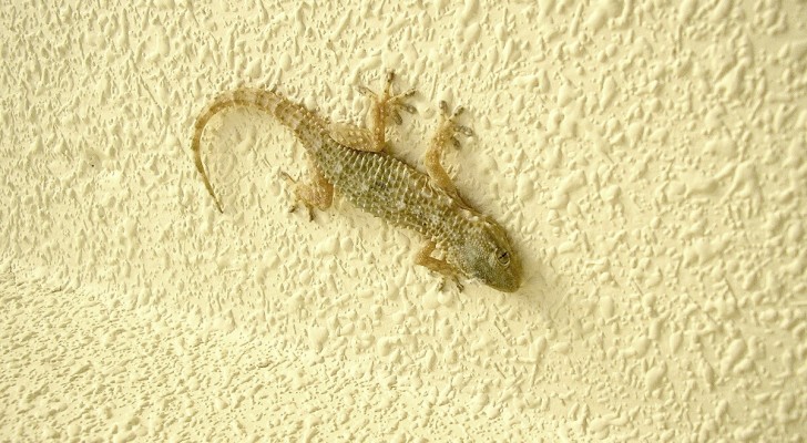 Vad händer om en geckoödla tar sig in i ett hus? Dags att ta reda på det