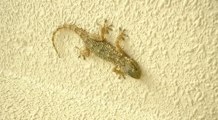 Que se passe-t-il lorsqu'un lézard entre dans la maison ? Il est temps de le découvrir