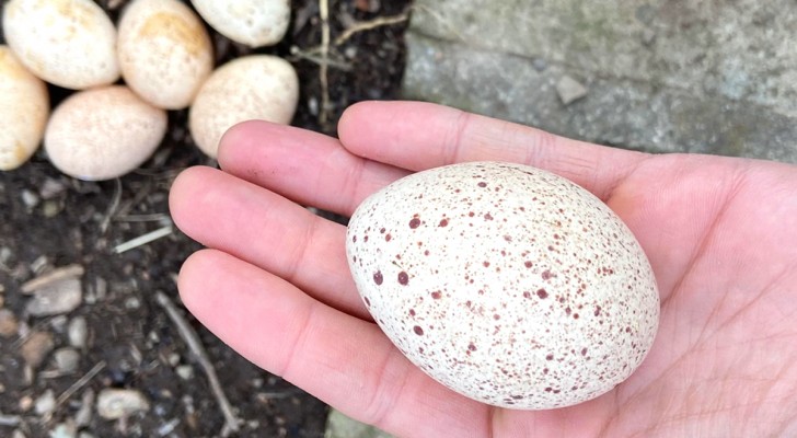 Die Eier dieses Tieres sind essbar, aber wir essen sie nicht: Es gibt einen bestimmten Grund 