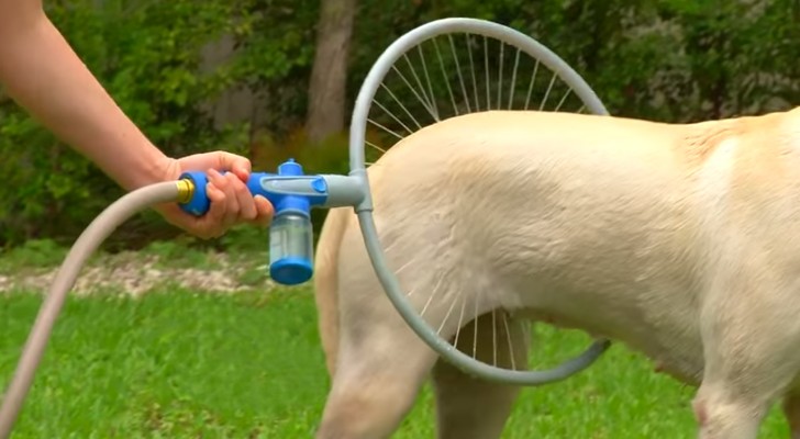 This BRILLIANT invention will facilitate the lives of dogs and their owners ... Wow!