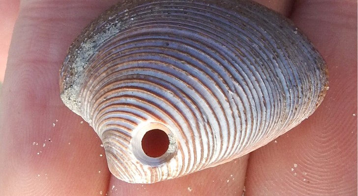 Viele Muscheln haben ein Loch, aber niemand weiß warum: hier wird es erklärt