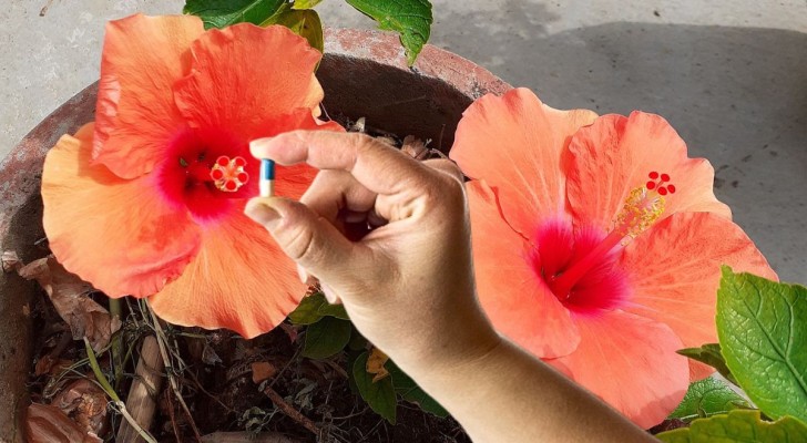 Una pillola per piante rigogliose: un rimedio curioso da provare per fiori e foglie lussureggianti