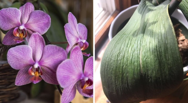 Orchidee: cosa fare quando le foglie si piegano e raggrinziscono