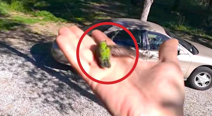 He picks up a dying hummingbird: the way this man helps it is amazing !
