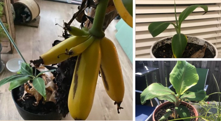 Far crescere un banano in casa a partire dal frutto? È facile con questo metodo