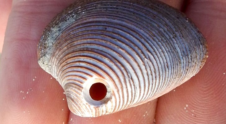 Why do some shells have holes in them? The time has come to find out
