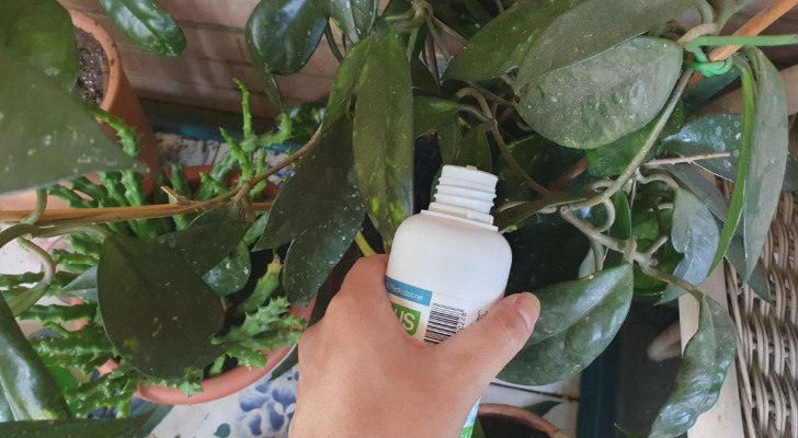 Un goccio di acqua ossigenata alle piante: un piccolo gesto per renderle più forti