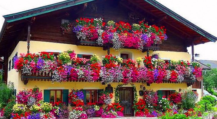 Blijvende schoonheid: een bloeiend en gekleurd balkon het hele jaar door
