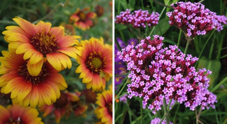 5 plantes colorées et faciles à cultiver pour être exposées au soleil dans le jardin ou sur le balcon 