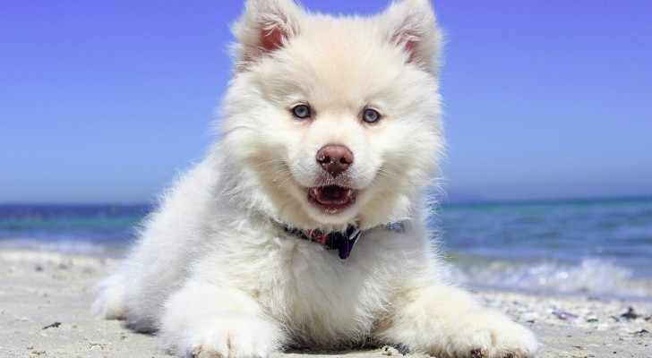 Se porti il tuo cane al mare assicurati di sapere queste importanti informazioni per il suo bene