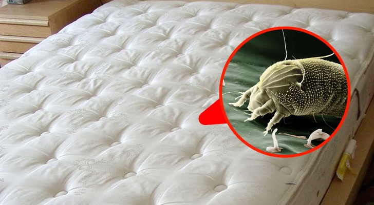 Det samlas otaliga kvalster på madrassen, men det finns ett sätt att bli av med dem