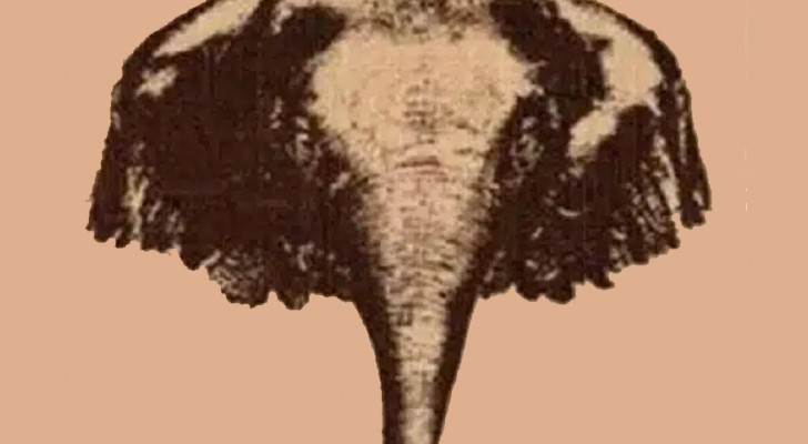 Is er maar één olifant op de afbeelding of niet? Test je observatievermogen met deze optische illusie