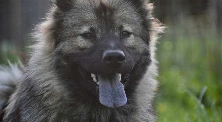 Perché alcuni cani hanno la lingua blu? Neanche gli amanti di questo animale lo sanno