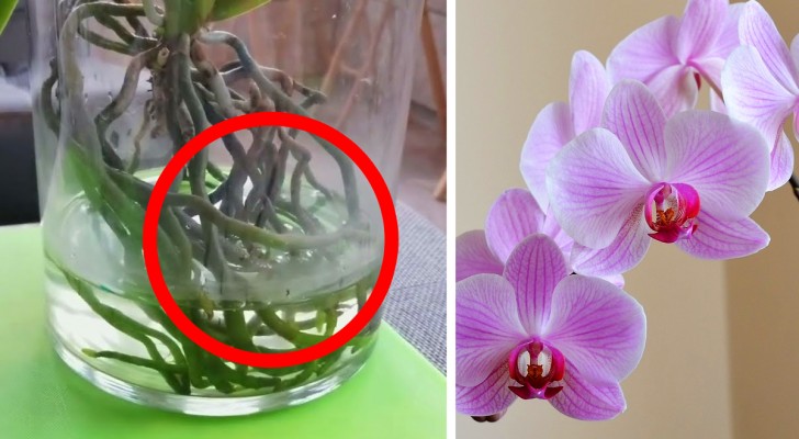 Orchideeën zijn ook in vazen met water te kweken, zo worden ze bloemrijk en duurzaam