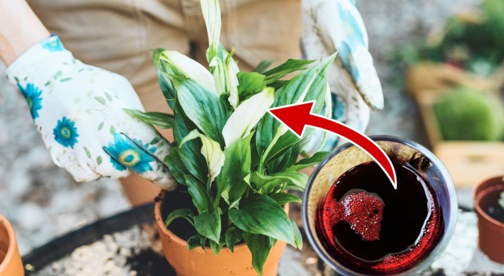 Üppige Pflanzen mit nur einem Glas eines 100% natürlichen Heilmittels