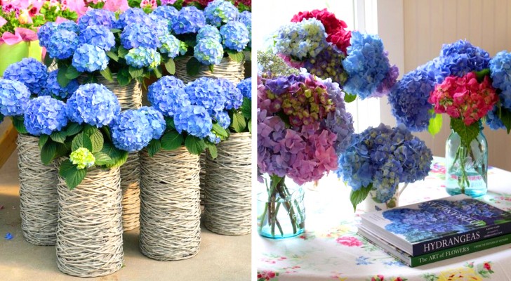 10 idées magnifiques pour embellir la maison et le jardin avec les hortensias 