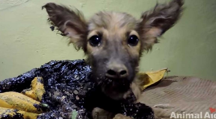 This poor puppy was covered in tar, but look how they save him ... !