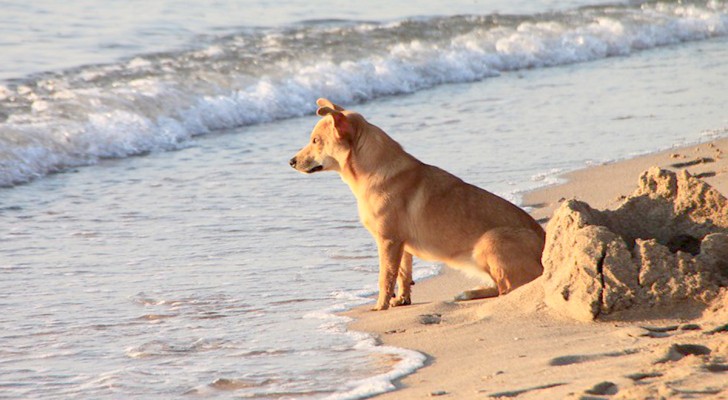 Porti il cane in spiaggia? Prendi queste precauzioni per salvaguardare la sua salute