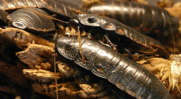 Waarom je kakkerlakken in je huis nooit zou mogen pletten