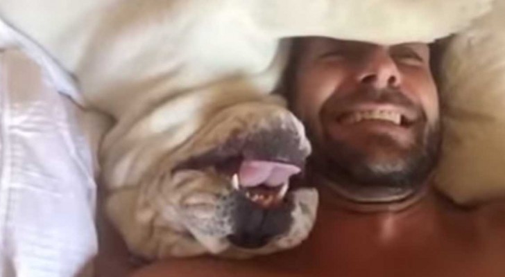They try to wake him up, but the bulldog doesn't want to know about it: his reaction is hilarious!