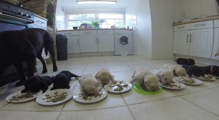10 Labrador-Welpen sind hungrig: Dieser Moment ist süß... und so anstrengend!