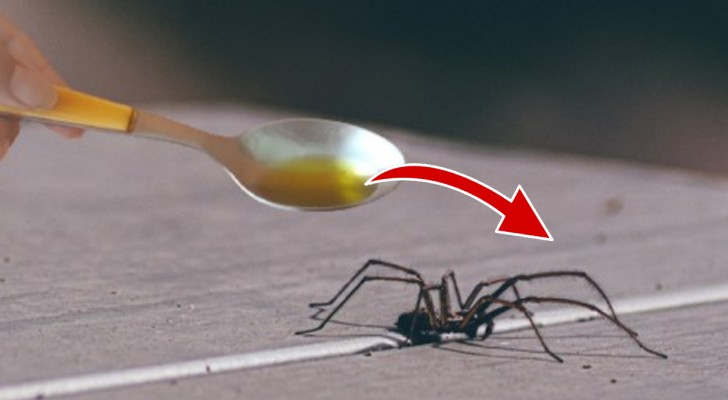 Spinnen im Haus? Dieses natürliche und superwirksame Mittel hält sie für immer fern