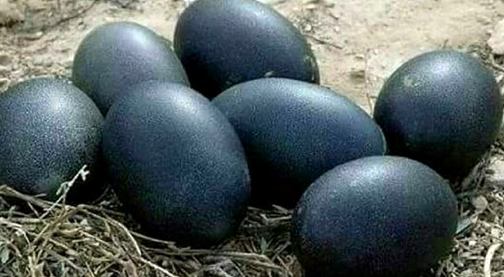En lantbrukare hittar några annorlunda svarta ägg: djuret som hade lagt dem är exceptionellt